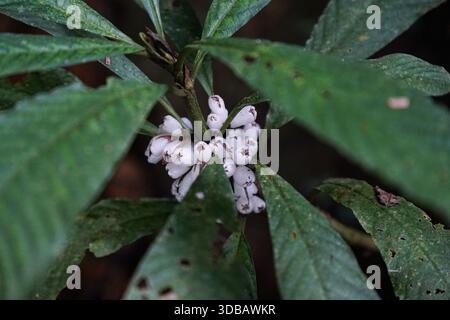 Gros plan d'un groupe de petites fleurs blanches en forme de cloche aux pointes brunes délicates, entourées de feuilles vertes luxuriantes. Banque D'Images