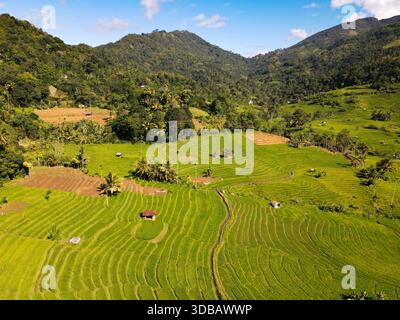 Rizières luxuriantes en terrasses réparties sur les collines de la région de Kandy au Sri Lanka, mettant en valeur l'agriculture dans un paysage de montagne tropicale. Banque D'Images