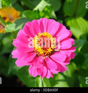 Une fleur de Zinnia rose vif avec un centre jaune et rouge est capturée dans une vue macro de haut en bas au milieu d'un feuillage vert luxuriant par une journée ensoleillée. Banque D'Images
