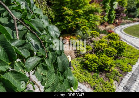 Des feuilles vert vif pendent au-dessus d'un chemin de jardin bien entretenu. Banque D'Images