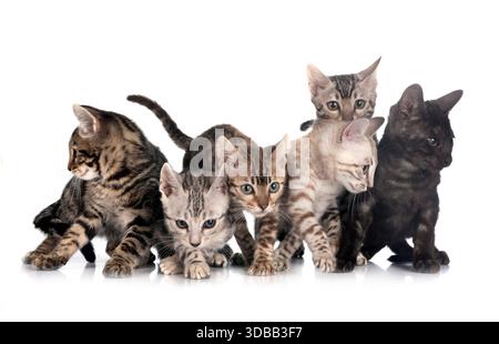 Bengal Cat in front of white background Banque D'Images
