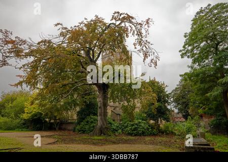 Église St Marys vue depuis les jardins du mémorial de guerre, Beverley, East Yorkshire, Angleterre. Banque D'Images