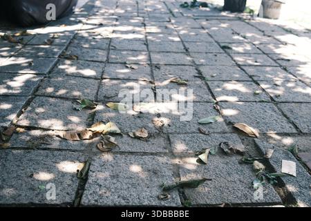 Passerelle pavée de pierre avec des feuilles tombées et des ombres d'arbres tapissées dans le parc par une journée ensoleillée. Banque D'Images