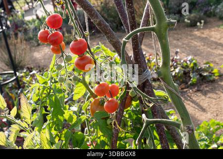 Tomate 'CHERROLA' mûrissant sur vigne dans un étalage biologique, automne rétro-éclairé tomates Surrey UK Banque D'Images