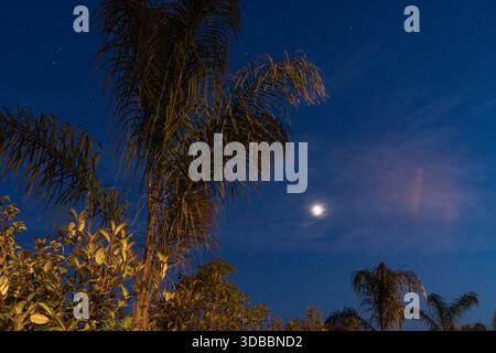 Scène nocturne tropicale avec des palmiers silhouettés sur un ciel bleu profond, avec une pleine lune lumineuse et des étoiles subtiles près de Nice, France. Banque D'Images