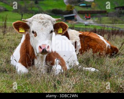 Simmerath, Allemagne, 20 décembre 2025 - cattles. Les vaches et les veaux font partie de la région de l'Eifel. Banque D'Images
