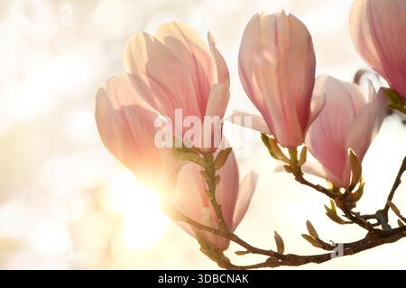 Magnolia fleurit dans la lumière douce et chaude du soleil du matin avec un fond flou naturel. Une photo printanière botanique haute clé avec le soleil derrière des fleurs sur un Banque D'Images