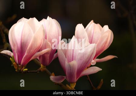 Magnolia fleurit dans la lumière douce et chaude du soleil du soir avec un fond naturel sombre. Une photo de printemps botanique avec les fleurs qui se démarquent. Banque D'Images