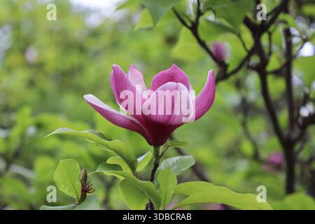 Gros plan de la fleur de Magnolia liliiflora en fleur sur une branche d'arbre. Photographie extérieure naturelle montrant des pétales roses, des feuilles vertes et un folia doux et flou Banque D'Images