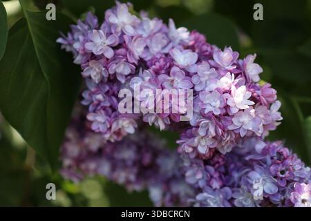 Gros plan de Syringa vulgaris avec des grappes denses de fleurs violettes et rose clair. Photographie extérieure naturelle montrant des fleurs de lilas avec des feuilles vertes Banque D'Images