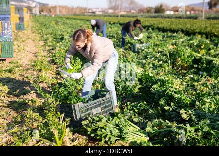 Femme moissonnant du céleri sur le champ de légumes Banque D'Images