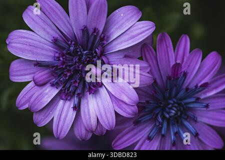 Panier de cape (Osteospermum) deux fleurs violettes en gros plan détaillé avec des centres de fleurs foncés, bleu-violet devant un fond légèrement flou en doux Banque D'Images