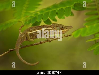 Un caméléon de rhinocéros sur une branche essayant de se fondre dans l'environnement. Parc national d'Ankaranfantsika, Madagascar. Banque D'Images