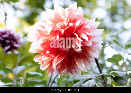 Le Dahlia rouge. Fleurs de couleur pêche avec des taches blanches sur le bord de chaque pétale. Le festival de Hollande est la variété de la fleur. Banque D'Images