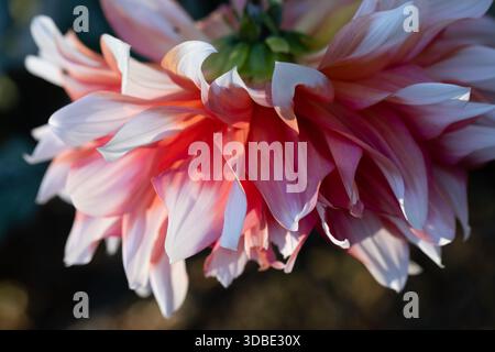 Le Dahlia rouge. Fleurs de couleur pêche avec des taches blanches sur le bord de chaque pétale. Le festival de Hollande est la variété de la fleur. Banque D'Images