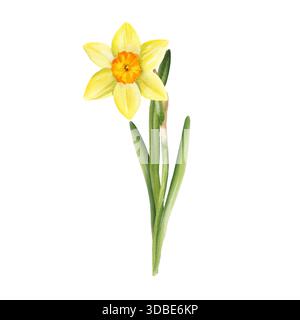 Aquarelle fleurs jaunes et feuilles vertes, jonquilles de jardin dessinées à la main, narcisse, illustration de Pâques de printemps de bouquet de jonquils, belle gracieuse Banque D'Images