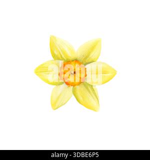 Aquarelle fleurs jaunes et tige verte, jonquilles de jardin dessinées à la main, narcisse, illustration de Pâques de printemps de bouquet de jonquils, belle s gracieuse Banque D'Images