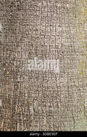 Vue rapprochée des rainures profondes sur l'écorce d'arbre dans une forêt pendant la lumière du jour. Banque D'Images