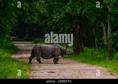 Rhinocéros à une corne (Rhinoceros unicornis) traversant une route forestière à l'intérieur du parc national de Kaziranga, Asaam, Inde. Banque D'Images