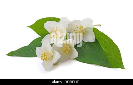 Fleurs d'orange simulées sucrées isolées sur blanc Banque D'Images