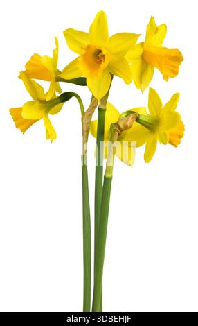 Fleurs jaunes de jonquille isolées sur fond blanc Banque D'Images