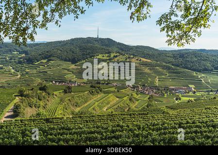 Vignobles en terrasses et village d'Oberbergen dans la région viticole de Kaiserstuhl, Bade-Wuertemberg, Allemagne Banque D'Images