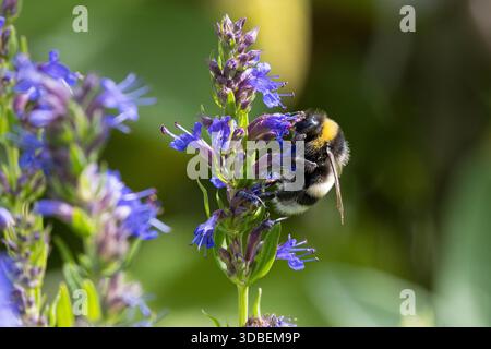 Erdhummel, Blütenbesuch, Bombus spec., Bombus, Bombus terrestris-aggr., Bombus terrestris s. lat., bourdon, bourdon à queue polie, grand bourdon de terre Banque D'Images