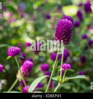 Groupe de fleurs Vivid Purple Globe Amaranth debout haut sur fond vert flou. Banque D'Images
