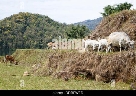 Chèvres qui paissent sur un pâturage de montagne dans le Népal rural, élevage traditionnel dans un paysage himalayen. Banque D'Images