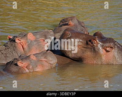 Nacelle d'hippopotames adultes (Hippopotamus amphibius), se prélassant ensemble dans un tronçon peu profond des réserves de Masai Mara de la rivière Mara, Grand Mara, Kenya Banque D'Images