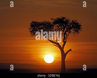 Arbres emblématiques solitaires sur la ligne d'horizon silhouettée par le lever du soleil doré dans les réserves de Mara, Kenya Afrique Banque D'Images