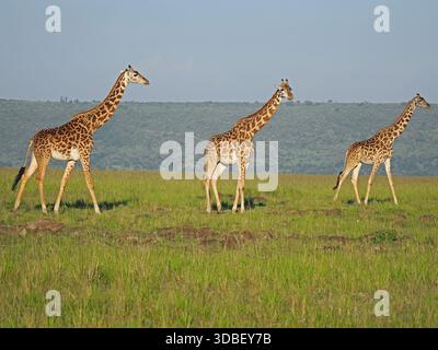Trois Girafe Masai (Giraffa Camelopardalis) marchant délibérément dans la ligne à travers les plaines verdoyantes des conservations Masai Mara, Kenya, Afrique Banque D'Images