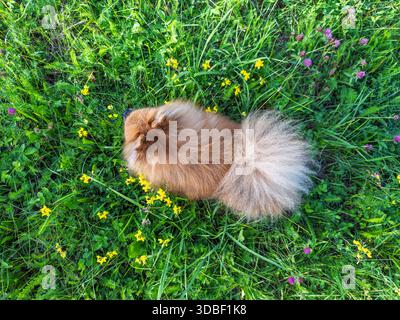 Adorable chiot Spitz rouge explorant la nature, vu d'en haut, entouré d'herbe verte fraîche et de fleurs sauvages en fleurs dans un champ de campagne Banque D'Images