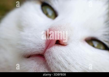 Nez de chat sain en gros plan. Beau visage d'animal de compagnie. Banque D'Images