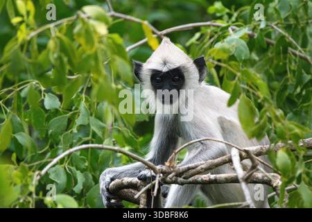 Le langur gris des plaines septentrionales (Semnopithecus entellus), également connu sous le nom de langur sacré, langur sacré du Bengale et langur Hanuman, parc national de Yala Banque D'Images