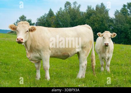 Vache charolaise, race française - deux génisses dans le pâturage Banque D'Images