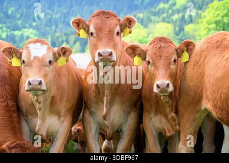 Troupeau de vaches Close up - race Limousin Banque D'Images