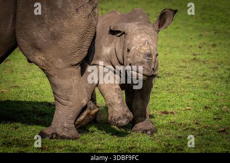 Fascinant animal sauvage dans le GRAND 5 à profiler, observer et photographier dans différents endroits. bébé rhinocéros blanc qui coule autour de sa mère. Banque D'Images