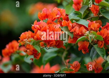 Bougainvillea glabra- Bougainvillea Banque D'Images