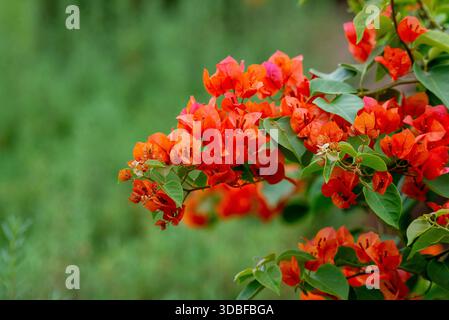 Bougainvillea glabra- Bougainvillea Banque D'Images