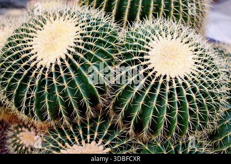 Grands cactus en tonneau géants 'Echinocactus Platyacanthus' avec épis blancs Banque D'Images