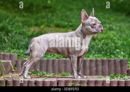 Chien bouledogue français lilas bringé avec un long nez et une queue sains Banque D'Images