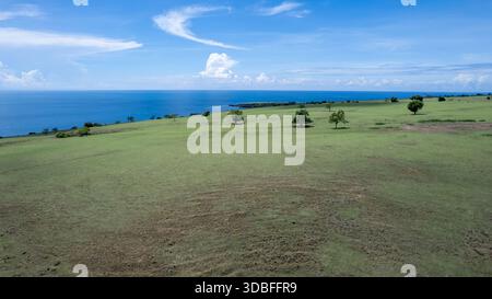 Une vue panoramique sur une vaste colline côtière verte et des prairies sous un ciel bleu vif avec des arbres dispersés près de l'horizon océanique. Banque D'Images