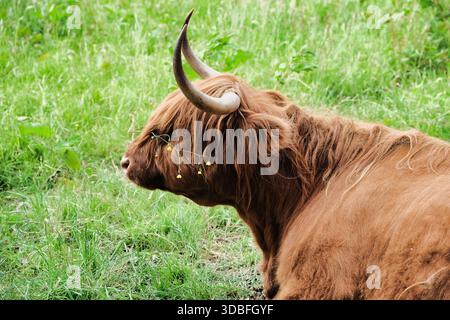 Majestueuse vache des Highlands à longue fourrure et cornes courbées pâturant dans une luxuriante prairie verte aux fleurs sauvages jaunes Banque D'Images
