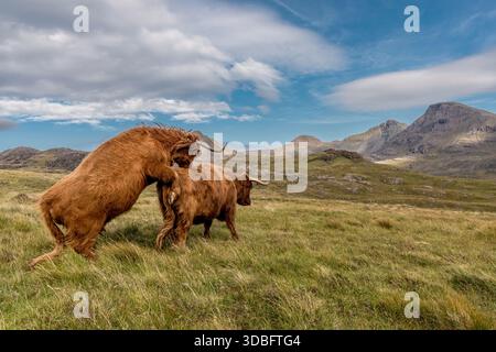 Deux bovins des Highlands s'engagent dans un accouplement ludique dans un large pâturage écossais sur Rum Island. Des montagnes majestueuses se dessinent au loin sous un ciel lumineux, sho Banque D'Images