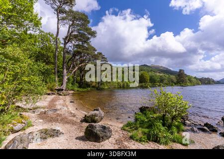 Une scène sereine au bord du lac le long du Loch Eck à Cowal, avec des pins, des rivages rocheux, des eaux claires et des collines lointaines sous un ciel lumineux. Idéal pour natur Banque D'Images