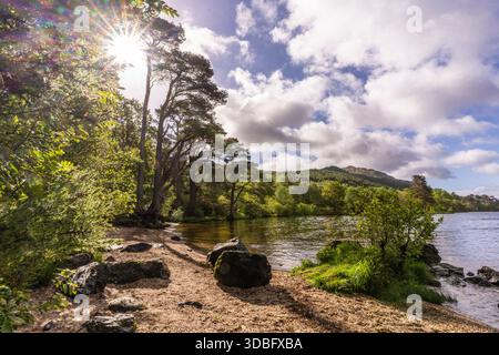 Le littoral ensoleillé le long du Loch Eck à Cowal, en Écosse, révèle de grands pins, une plage rocheuse, une eau calme et des collines ondulantes. Une scène paisible de la nature parfaite pour Banque D'Images