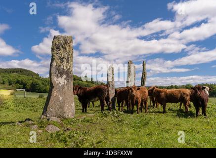 Scène de campagne ouverte avec d'anciennes pierres debout dans un champ herbeux avec un troupeau de bétail, sous un ciel bleu vif. Paysage rustique et historique Banque D'Images