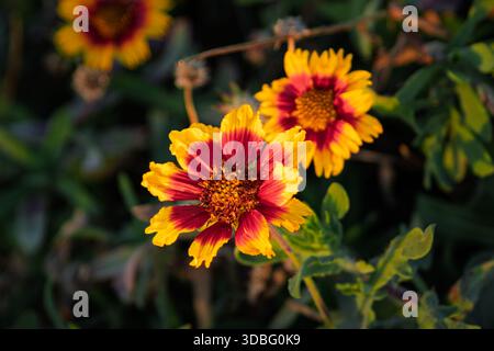 Fleurs de couverture Gaillardia affichant des pétales colorés dans une vue rapprochée du jardin, soulignant la beauté de la nature et des couleurs vives Banque D'Images