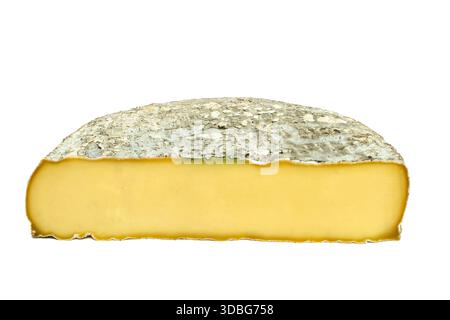 Coupe transversale d'un fromage Saint-Nectaire sur fond blanc. Puy de Dome. Auvergne. France Banque D'Images